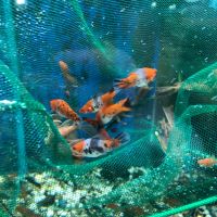 Лот: 20680317. Фото: 3. Меченосец; Ситцевый, ананас, черные... Растения и животные