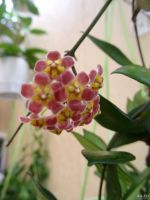 Лот: 13591904. Фото: 6. Хойя Hoya David cummings