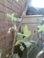 Лот: 5512136. Фото: 3. Смородина чёрная "Ксюша" - сорт... Для дачи, дома, огорода, бани, парка