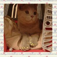 Лот: 8547753. Фото: 3. Британец. Растения и животные