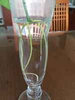 Лот: 22031946. Фото: 2. Лимон в горшке. Комнатные растения и уход