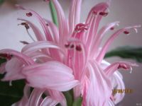 Лот: 16200540. Фото: 5. Юстиция - "Якобиния Поля" (розовая...