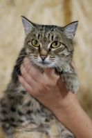 Лот: 8334128. Фото: 2. Ненавязчивая стерилизованная кошка... Животные и уход