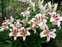 Лот: 25273447. Фото: 5. Сортовые лилии луковицы, предзаказ
