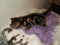 Лот: 3566224. Фото: 4. Шотландский котенок-тигренок. Красноярск