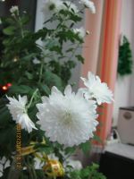 Лот: 6585654. Фото: 4. хризантема белая 4. Красноярск