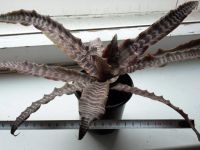 Лот: 18075713. Фото: 3. Криптантус Фостера (Cryptanthus... Растения и животные