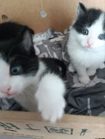 Лот: 25807083. Фото: 5. Котёнок