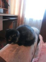 Лот: 8214511. Фото: 2. Ласковые вислоухие котята пушистые... Животные и уход