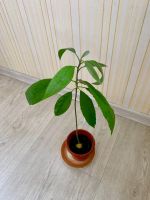Лот: 16481672. Фото: 3. Авокадо из косточки 🥑 🥑. Растения и животные