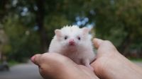 Лот: 22390675. Фото: 4. Карликовый африканский ежонок... Красноярск
