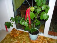 Лот: 4512344. Фото: 5. акалифа взрослая