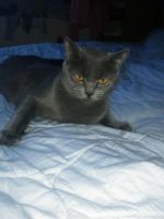 Лот: 6918303. Фото: 5. котенок шртландский (девочка)