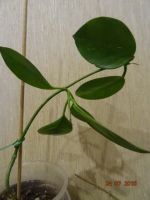 Лот: 7903029. Фото: 2. Хойя-Hoya cv. Pinkie (EPC-516). Комнатные растения и уход