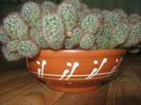 Лот: 3737908. Фото: 2. шикарная поляна кактусов в керамическом... Комнатные растения и уход