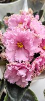 Лот: 16867721. Фото: 2. Фиалка Персиковое сияние (крупно-цветковая... Комнатные растения и уход