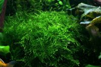 Лот: 14797773. Фото: 2. Треугольный мох (Triangle moss... Аквариумистика