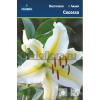 Лот: 15947258. Фото: 2. Лилия Кокосса / Cocossa / ОТ-гибрид... Семена, рассада, садовые растения