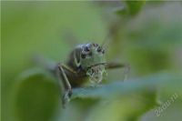 Лот: 1362006. Фото: 3. Макрообъектив TAMRON 90mm f 2... Красноярск