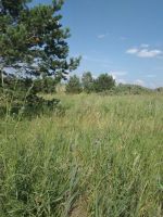Лот: 12193567. Фото: 6. Земельный участок на озере Бархатово