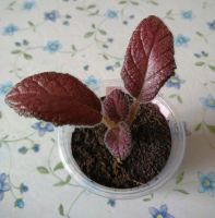 Лот: 7394844. Фото: 2. Эписция - Strawberry Mist. Комнатные растения и уход
