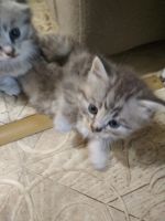 Лот: 12573948. Фото: 3. Котик Британец. Растения и животные