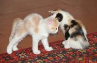 Лот: 8942255. Фото: 5. Котята