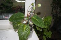 Лот: 4136035. Фото: 4. Глоксиния (зацветает!). Красноярск