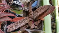 Лот: 9637774. Фото: 2. Гастерия carinata Snow Storm суккулент. Комнатные растения и уход