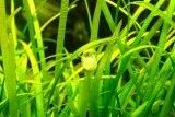 Лот: 21984411. Фото: 2. ✅Меристемное растение Echinodorus... Аквариумистика