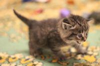 Лот: 12641377. Фото: 2. котят. Животные и уход