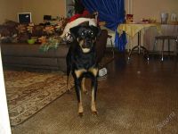 Лот: 139191. Фото: 2. подросток ротвейлера помесь. Животные и уход