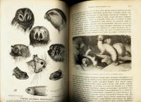 Лот: 15718667. Фото: 16. Происхождение животного мира доктора...