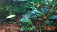 Лот: 4878832. Фото: 4. Bucephalandra sp.Blue devil... Красноярск