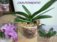 Лот: 20601487. Фото: 2. Орхидея Фаленопсис "Сакраменто... Комнатные растения и уход