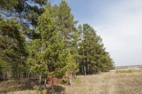 Лот: 7431886. Фото: 7. Продам участок 12,7 соток. Емельяновский...