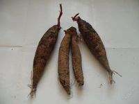 Лот: 931815. Фото: 2. Корни Георгин ,, Триумф Северина. Комнатные растения и уход