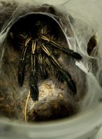 Лот: 12954087. Фото: 2. Паук птицеед Ephebopus murinus... Животные и уход