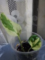 Лот: 1426355. Фото: 2. Сциндапсус (Epipremnum aureum... Комнатные растения и уход