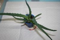 Лот: 4350407. Фото: 3. Алое (алоэ) древовидный 1. Растения и животные