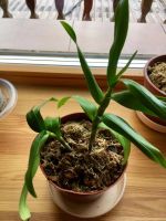 Лот: 8296015. Фото: 2. Орхидея дендробиум (Den. 'Yellow... Комнатные растения и уход