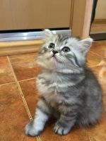 Лот: 7304299. Фото: 3. Шотландский котёнок. Растения и животные