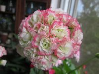 Лот: 10058105. Фото: 4. Пеларгония Apple Blossom Rosebud... Красноярск
