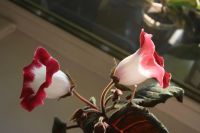 Лот: 4229640. Фото: 2. Глоксиния красно-белая (всё растение... Комнатные растения и уход