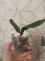Лот: 15308398. Фото: 7. Орхидея Фаленопсис Phal.Zheng...