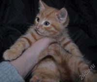 Лот: 263053. Фото: 2. котёнок ищет дом. Животные и уход