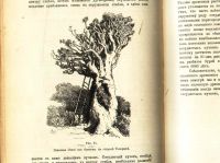 Лот: 17970076. Фото: 14. В.Палладин . Курс ботаники.* 1900...