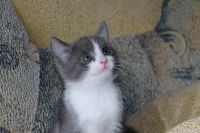 Лот: 4076874. Фото: 6. _КоТяТа
