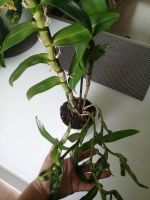 Лот: 9298275. Фото: 2. Орхидея дендробиум Нобиле (белый... Комнатные растения и уход