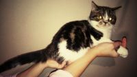 Лот: 12779525. Фото: 5. Шотландские котята